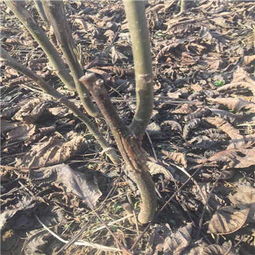 株洲核桃苗木详情咨询指南 专业苗木厂家的选择与购买