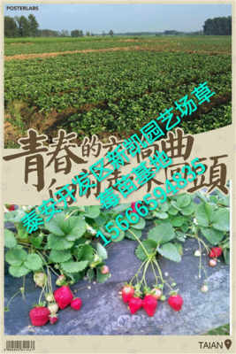 诚信公司助力彭水红颜草莓苗产业健康发展