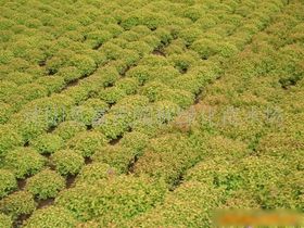 苗木市场概览 从工程苗木到观赏花卉与乔灌木