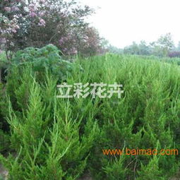 优质苗木市场解析 八宝景天销售与小龙柏批发市场概况