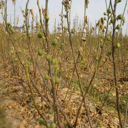盘锦金傲芬嫁接无花果苗市场分析 价格趋势与厂家选择