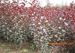 双鸭山红叶樱花苗 供应山东热销品种，优质苗木厂家与价格解析