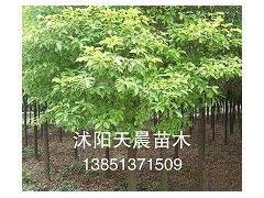 天晨苗木 专业供应优质香樟，打造绿色生态家园
