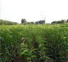 桃苗苗木全攻略 供应、批发、价格与采购平台一站式解析