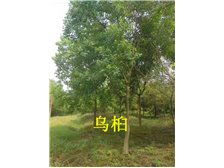 雨阳苗木基地精品朴树产品展示