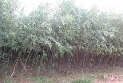 宁津宏鑫木器厂 为您提供优质白蜡及各类苗木批发