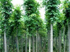 绿地家庭农场 专业供应高端品质苗木，打造绿色生态家园