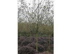 精品乔木 园林绿化工程的优选苗木与选购指南