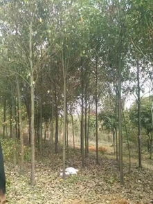 湖南曾万辉 以质量铸就苗木精品，匠心培育绿色未来