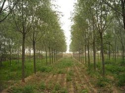 探索可靠渠道 如何寻找优质的绿化苗木批发货源与供应商