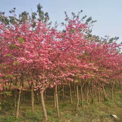春日精品苗木 山樱花出售，美而雅的金品选鉴