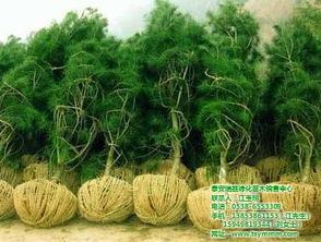 泰山白皮松 高山景行，匠心传承 — 瑞鑫苗木，认证育苗专业供应商