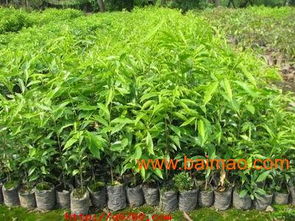 沉香树苗供应指南 厂家、价格及选购要点