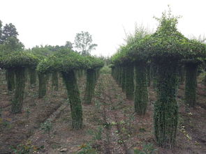 小叶女贞造型树的魅力 动物卡通与植物造型的艺术融合