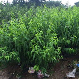 深度解析 红帝王一号桃苗价格、伊金霍洛旗市场行情及主要厂家