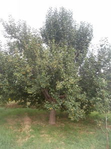 怀来县伟博海棠树苗木基地 优质八棱海棠树产品展示与购买指南