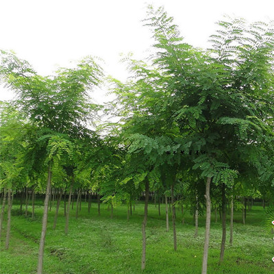 基地直销优质国槐——打造绿色景观，以专业服务助力苗木成活