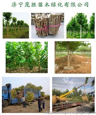 河南开封造型法桐价格分析与市场趋势