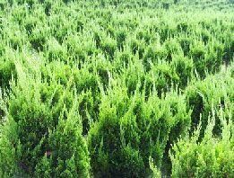 山东青州丽颖花卉苗木基地 专业的龙柏种植专家