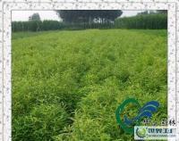 绿化苗木供应信息概览 金叶莸、玉簪、红瑞木、蔷薇及红叶李价格解析