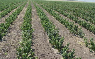 新疆维帝食品有限责任公司 优质黑加仑苗木供应商