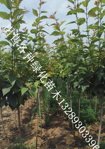 苗木基地常年供应各类绿化苗木