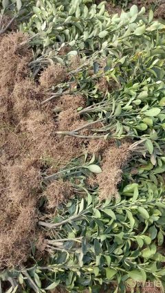 河南大叶黄杨高70公分市场价格与供应商详解