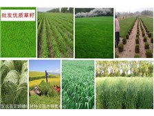 定远县定城镇绿林种子苗木销售中心 苗木产品展示与选购指南