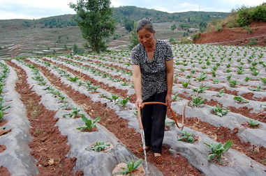 珠江源系列信息平台 连接农产品与绿化的数字桥梁