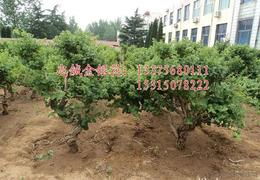 苗木种苗全方位指南 供应、批发与价格一站式查询